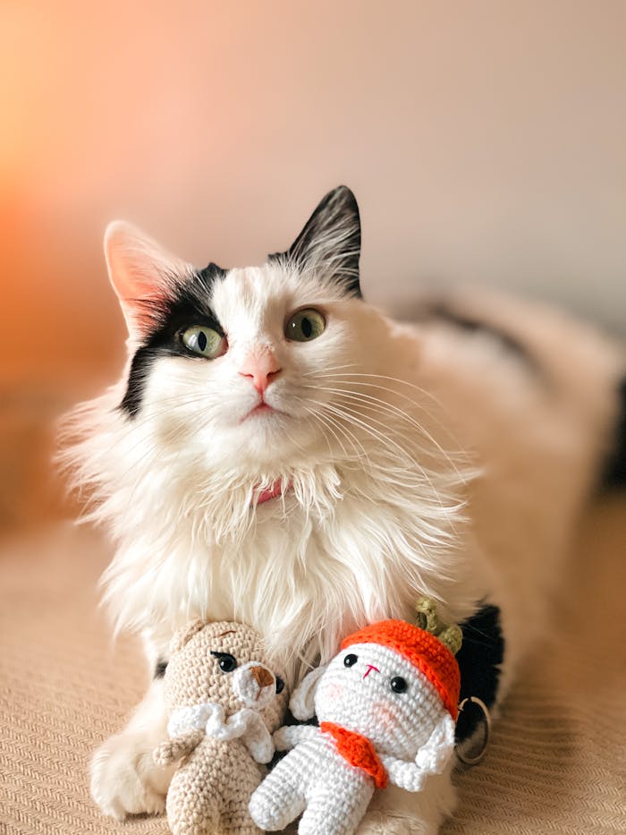 Charming black and white cat with cute amigurumi toys on a cozy bed.