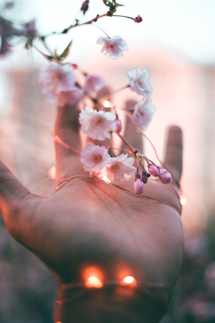 A hand cradles cherry blossoms adorned with glowing fairy lights, creating a whimsical spring scene.